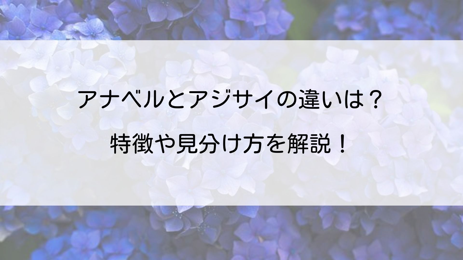 アナベルとアジサイの違いは 特徴や見分け方を解説